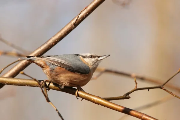 Nuthatch. — Fotografia de Stock