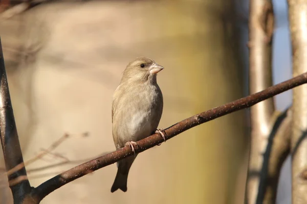 Greenfinch — Stock Photo, Image