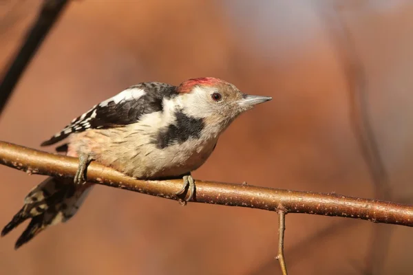 Middle Spotted Woodpecker — Stock Photo, Image