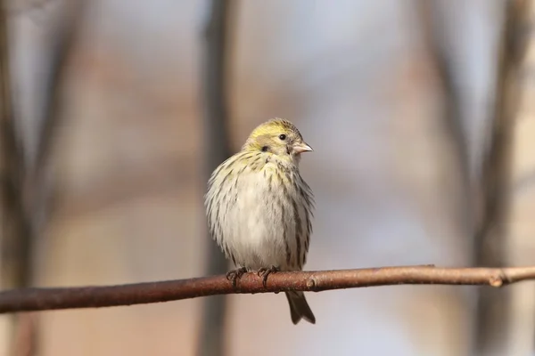 Serin — Stockfoto