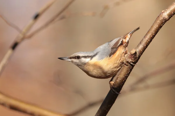 Nuthatch — Stock Photo, Image