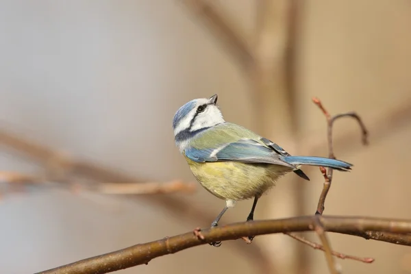 Blue tit — Stock Photo, Image