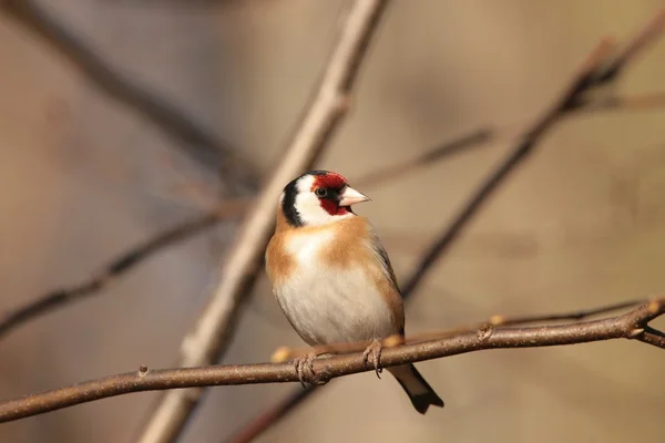 Goldfinch — Stock Photo, Image