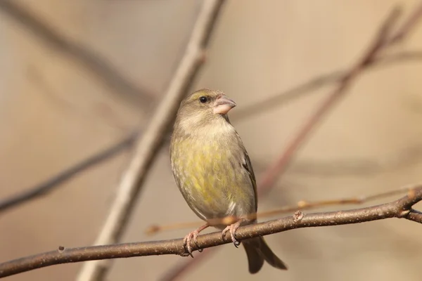 Greenfinch — стокове фото