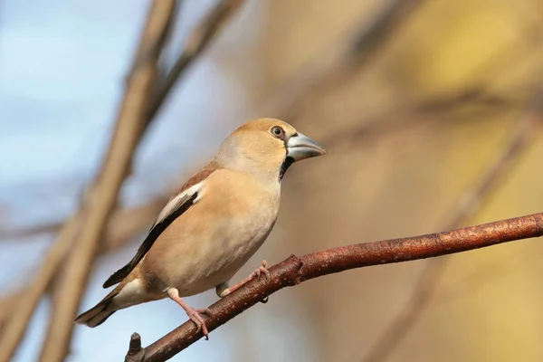 Hawfinch — Fotografie, imagine de stoc