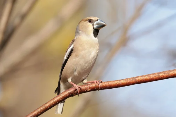 Hawfinch — Fotografie, imagine de stoc