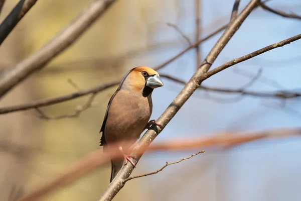 Hawfinch — Stock Photo, Image