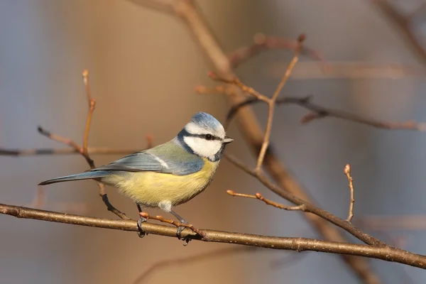 Blue tit — Stock Photo, Image