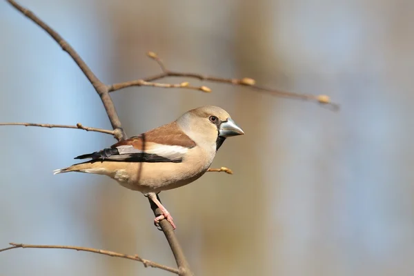 Hawfinch — Fotografie, imagine de stoc