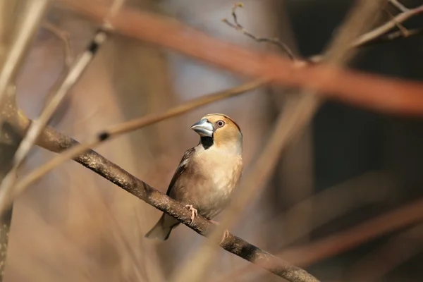 Saka kuşu — Stok fotoğraf