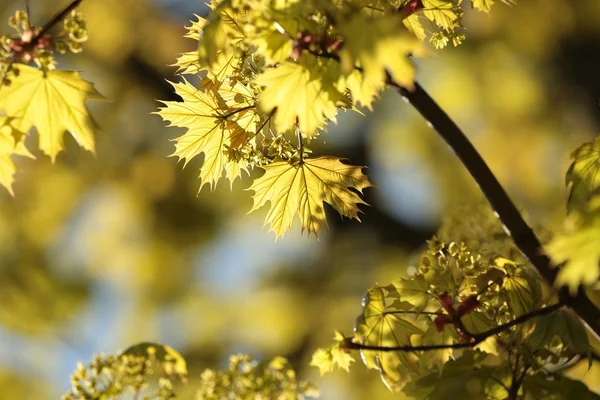 Spring maple leaves — Stock Photo, Image