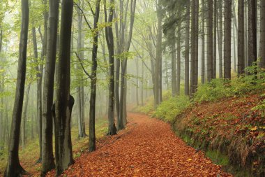 Sonbahar ormanlarında yol