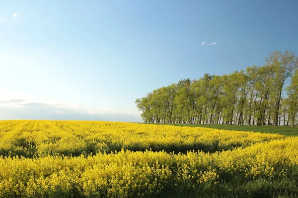 Spring trees in a field of rape — Stock Photo, Image