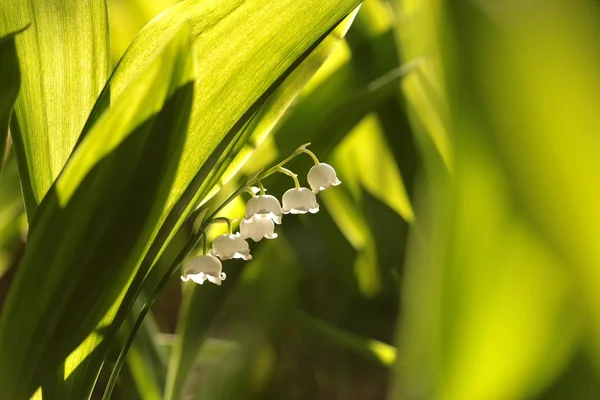 Лили из долины — стоковое фото