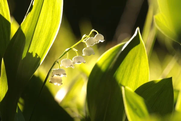 Lily z údolí — Stock fotografie