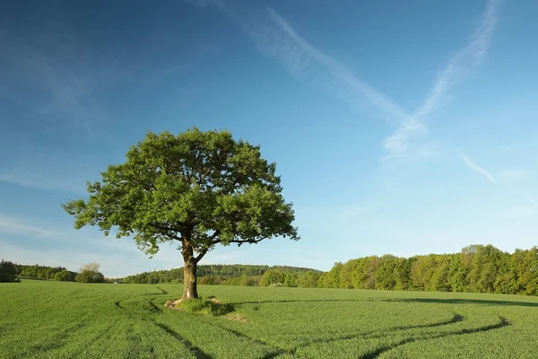 Eiche auf einem Getreidefeld — Stockfoto