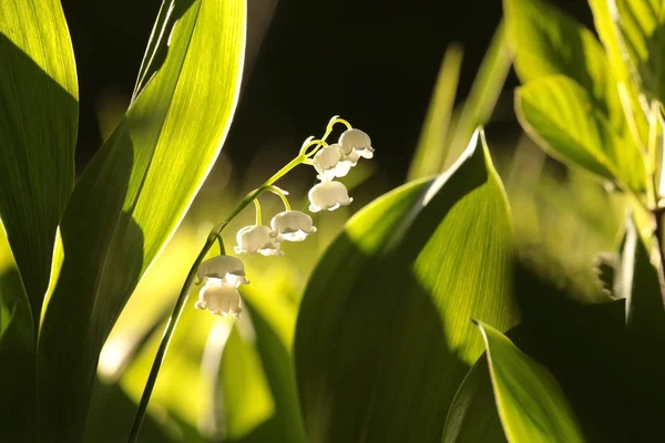 Лили из долины — стоковое фото