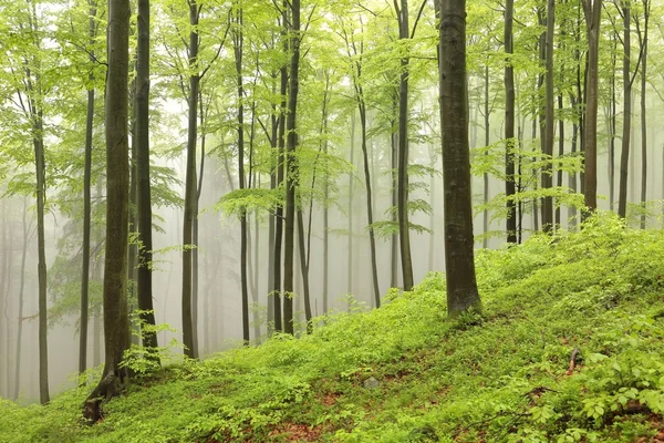 Spring beech forest Stock Photo