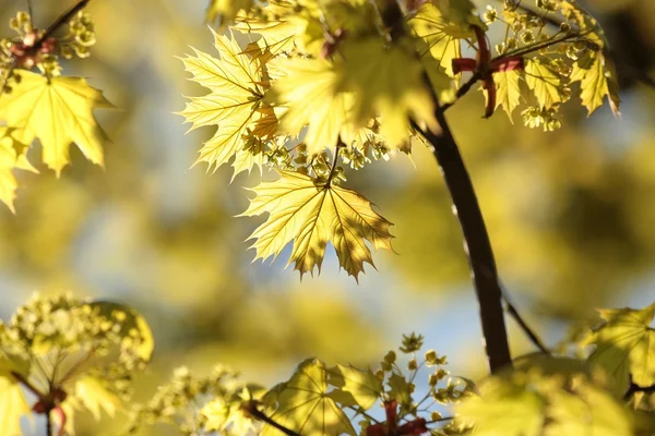 Blad av vårlönn — Stockfoto