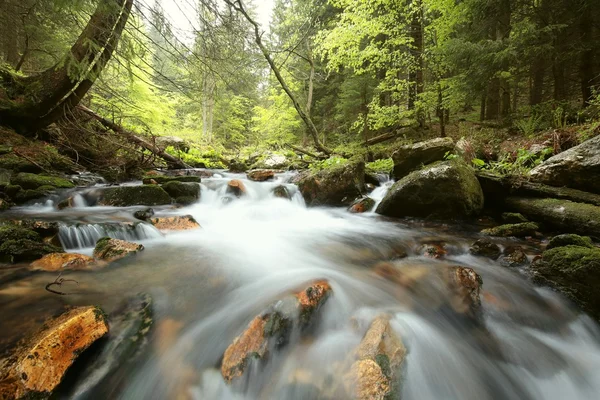 Corriente forestal — Foto de Stock