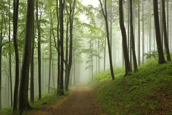 Bosco primaverile nella nebbia — Foto Stock