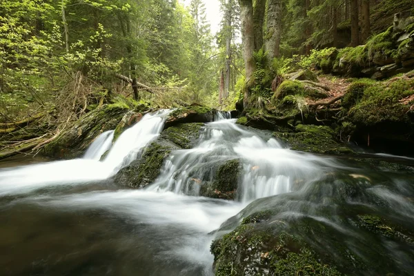 Aliran Hutan — Stok Foto