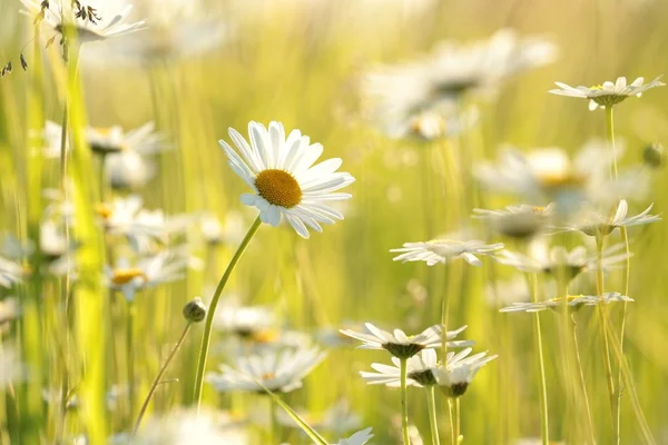 Gänseblümchen — Stockfoto