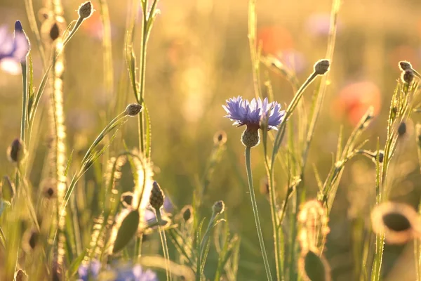 Flor de maíz — Foto de Stock