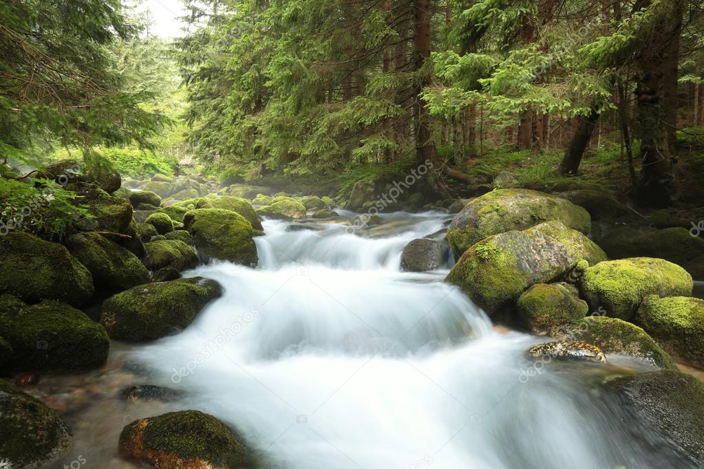 Forest stream