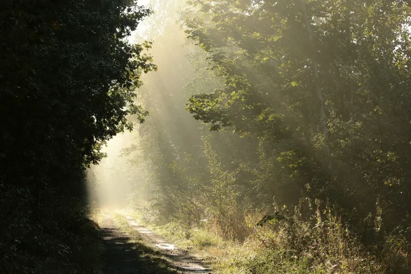 霧の深い朝森の小道 — ストック写真
