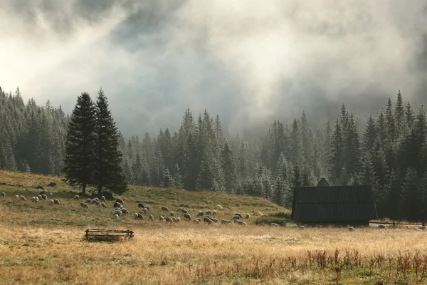 Sheep pasture in the Carpathian Mountains — Stock Photo, Image