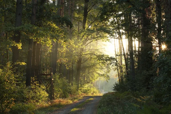 Hösten skogen vid soluppgången — Stockfoto