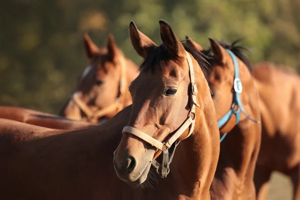 Cabeças de cavalos no pasto — Fotografia de Stock