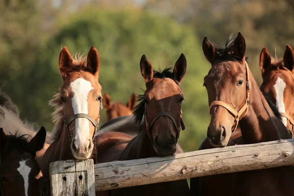Hoofden van paarden — Stockfoto