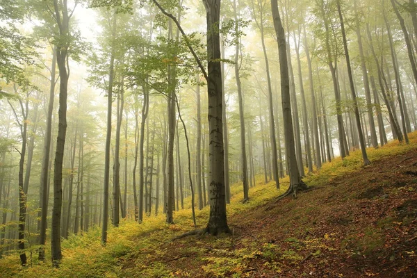 Bosque de haya de otoño —  Fotos de Stock