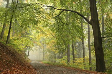 Sisli sonbahar sabahı orman iz