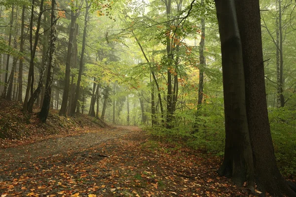 Waldweg zum Herbstanfang — Stockfoto