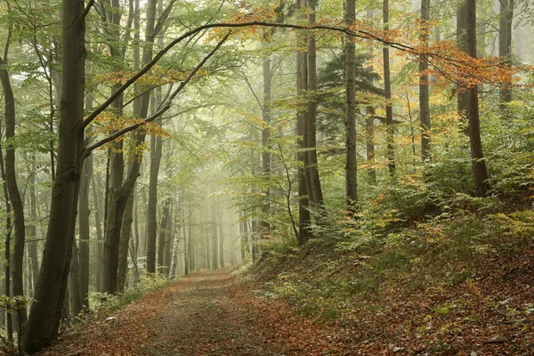 Floresta de outono no nevoeiro — Fotografia de Stock