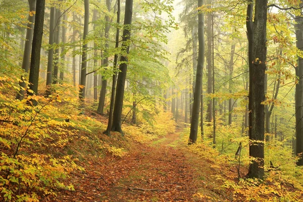 Podzimní bukový Les — Stock fotografie