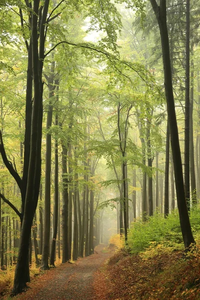 Autumn beech forest Stock Photo