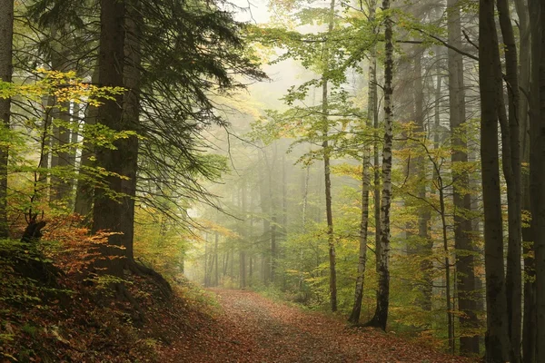 Sonbahar ormanı boyunca yol — Stok fotoğraf