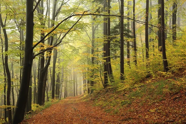 Bospad in de mist — Stockfoto