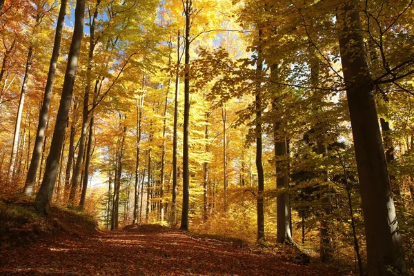 Autumnal beech forest — Stock Photo, Image