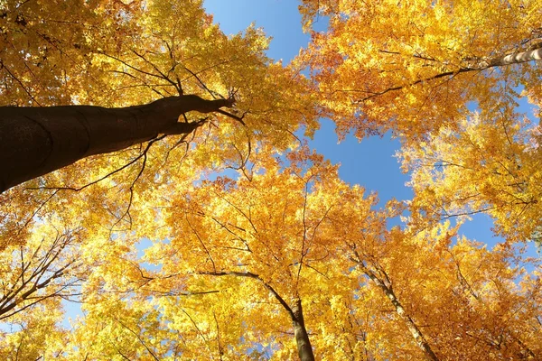 Autumn beech trees — Stock Photo, Image