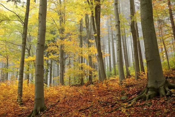 Alberi autunnali nella nebbia — Foto Stock