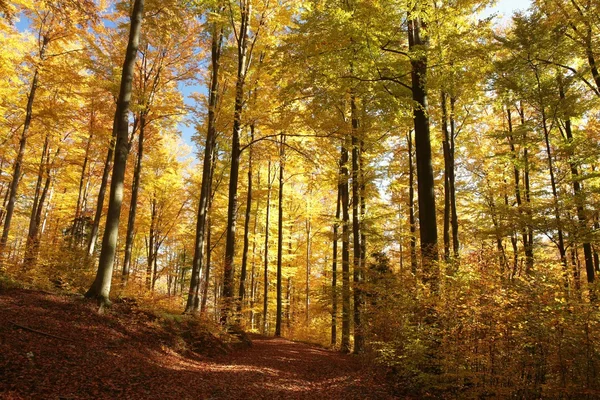 Sonbahar kayın ormanı — Stok fotoğraf