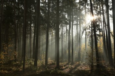 Şafak vakti sisli iğne yapraklı orman