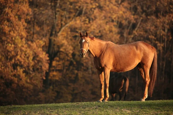 Horse at dusk — Stock Photo, Image