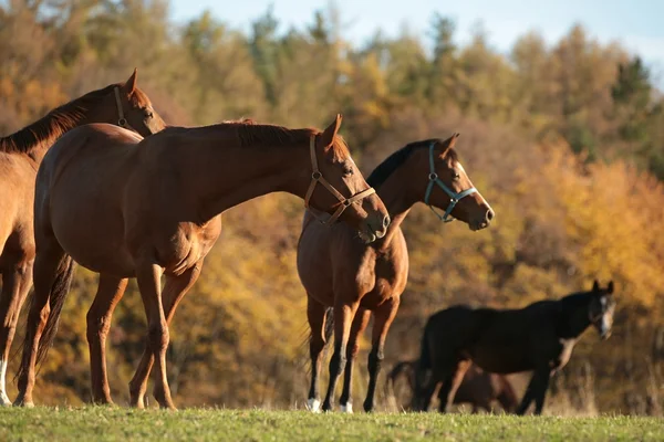 Hästar på bete — Stockfoto