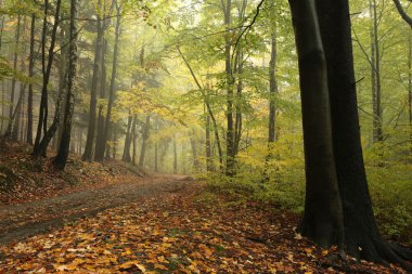 sonbahar yaprak döken orman